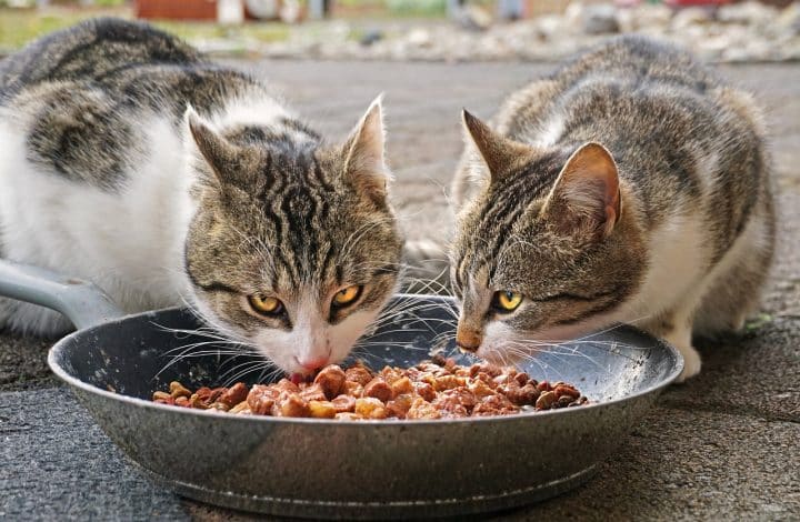 Comment donner la meilleure alimentation à son chat ?