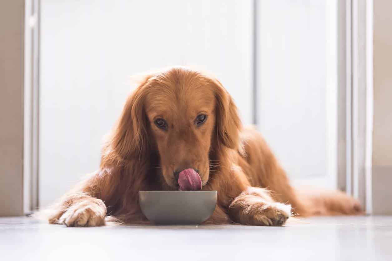 nourriture pour chien alimentation canine
