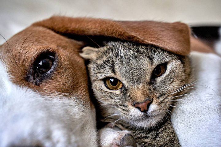 4-formations-pour-etre-aupres-des-animaux