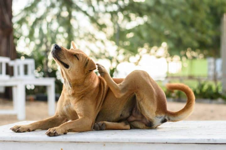 Terre de diatomée : un antiparasitaire reconnu pour les animaux