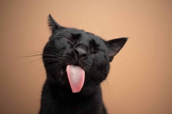Rendez votre chat heureux