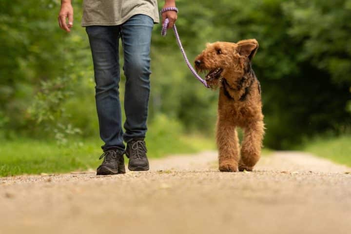Créez du lien social en promenant votre chien