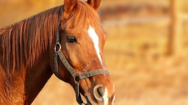 Comment choisir le mors d'un cheval ?