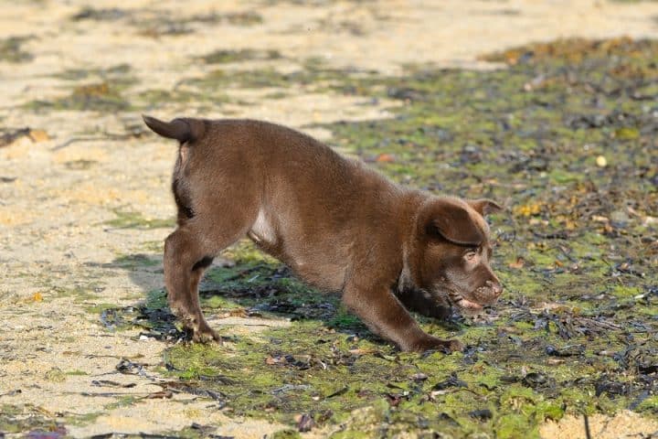Ce qu&rsquo;il faut savoir avant d&rsquo;adopter un labrador