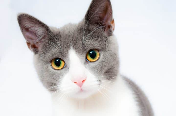 Pourquoi mon chat bave beaucoup ?
