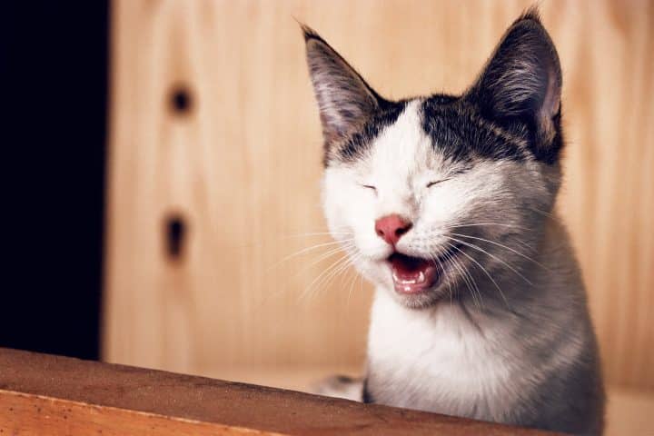 Mon chat a un rhume : comment le soigner ?