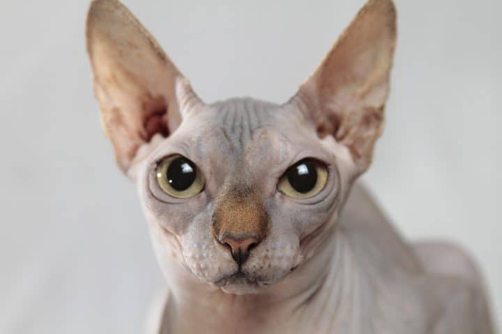 Chats sans poil : que savoir et comment réussir l’entretien ?