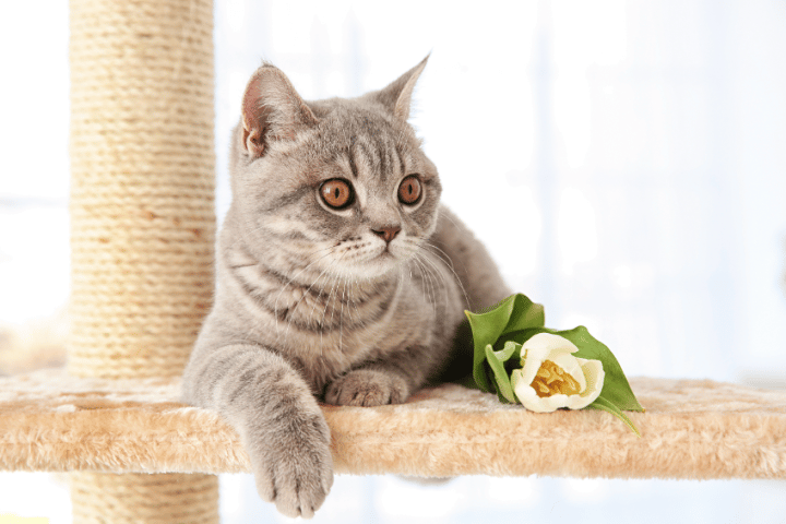 Où placer l&rsquo;arbre à chat chez vous ?