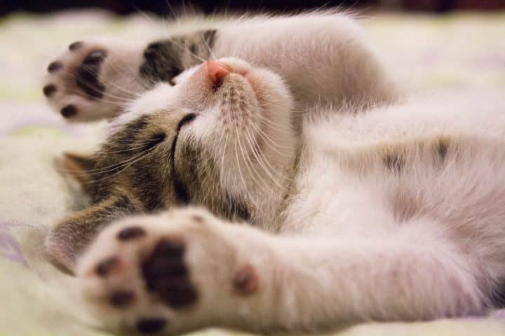 Quels sont les accessoires à avoir pour ne pas perdre son chat ?