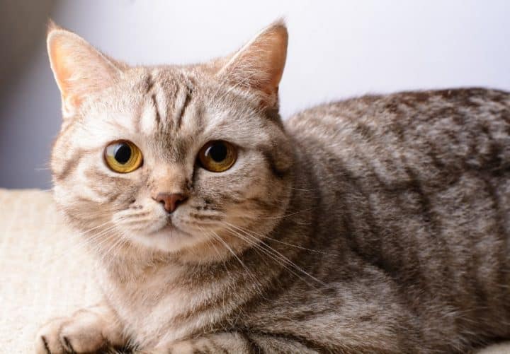Faire garder votre chat dans une pension pour chats : quels avantages ?