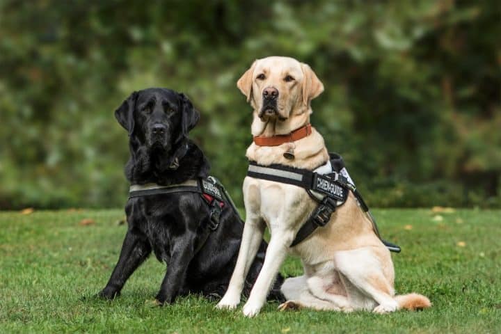 Harnais pour chien : quels sont les différents types, et les avantages de cet accessoire ?