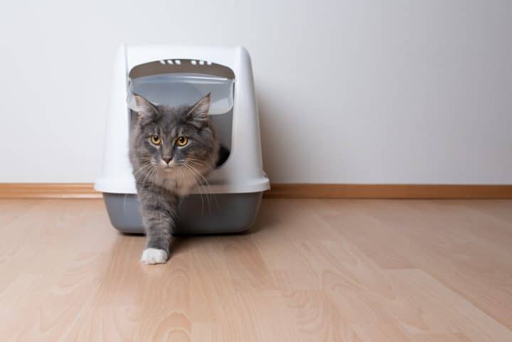 Comment attirer un chat adulte dans sa litière ?