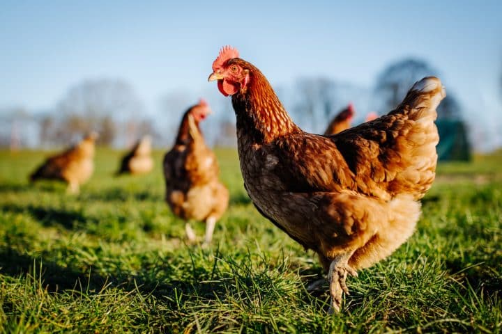 pourquoi mes poules ne pondent plus ?