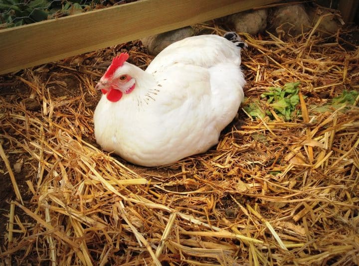 comment empecher une poule de couver ?