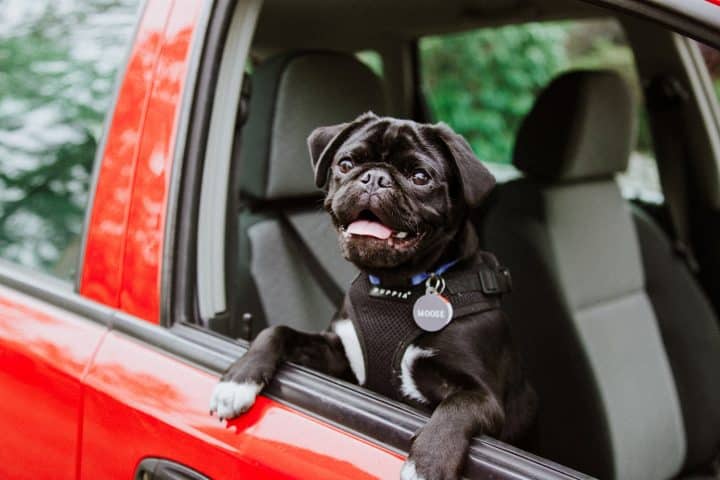 Créer un collier personnalisé unique pour votre chien avec vos coordonnées