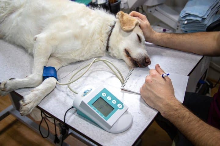 Santé canine : quels sont les signes qui nécessitent une visite chez le vétérinaire ? 
