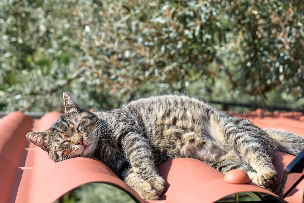 3 choses à acheter avant d'accueillir un chat chez vous