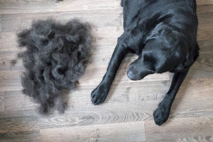 Comment garantir la beauté du pelage de votre chien ?