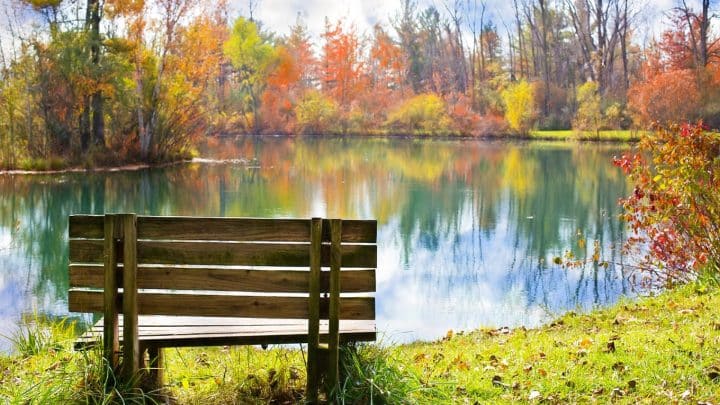 Coment prévenir l'apparition des algues filamenteuses dans les étangs ?