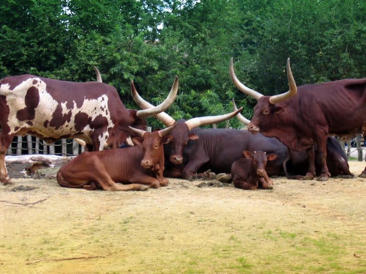 Emrgywcwiqmqk5tbyxxi jpeg