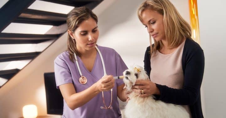 Consultation vétérinaire à domicile (chien, chat et nac) : dans quels cas ?