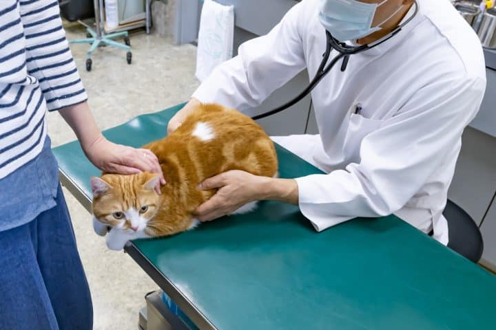 assurance pour son chat