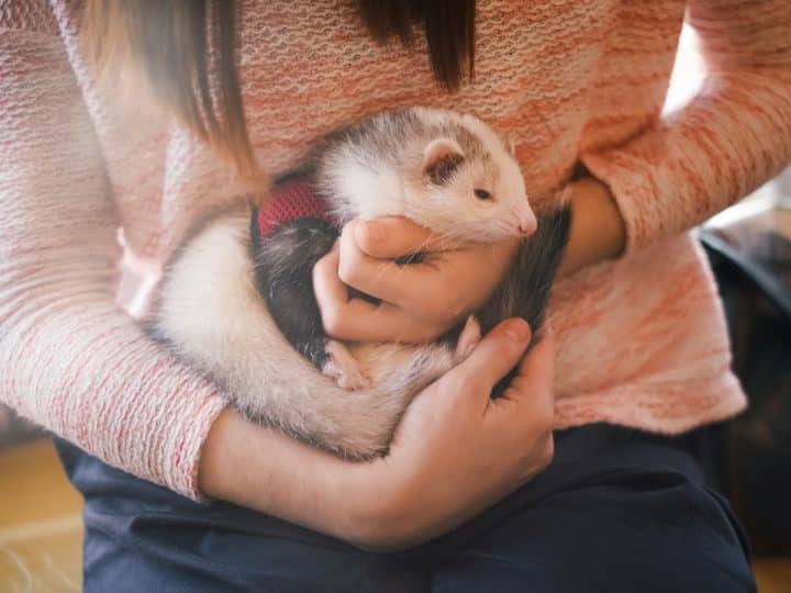 Comment bien prendre soin de son furet