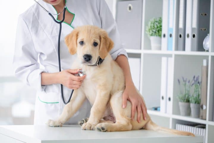 veterinaire de garde paris