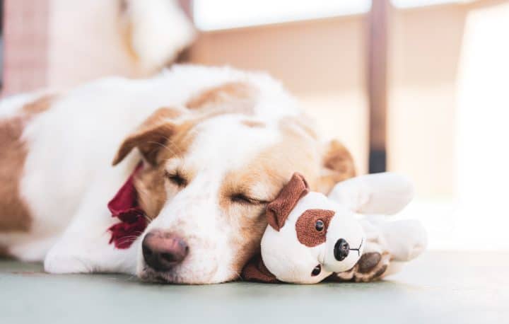 nouvelle tendance des peluches pour animaux