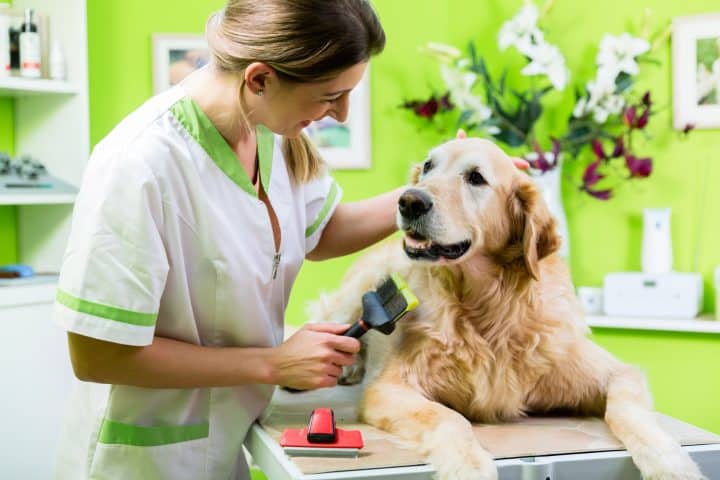 conseil soin animal compagnie