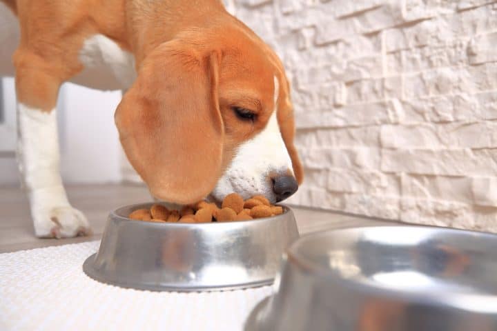 Comment nourrir votre chien pour qu’il soit en parfaite santé ?