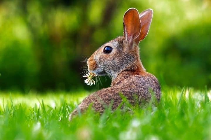conseils pour bien accueillir votre lapin