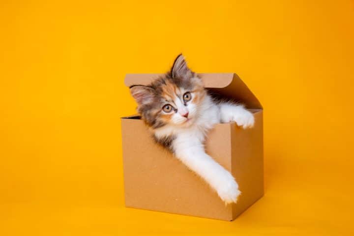 idée video avec animal compagnie