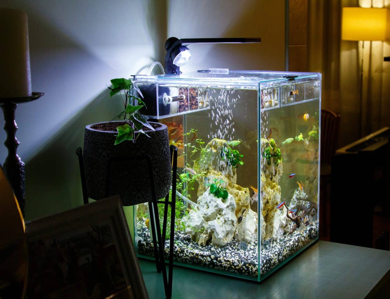 avoir un bel aquarium planté