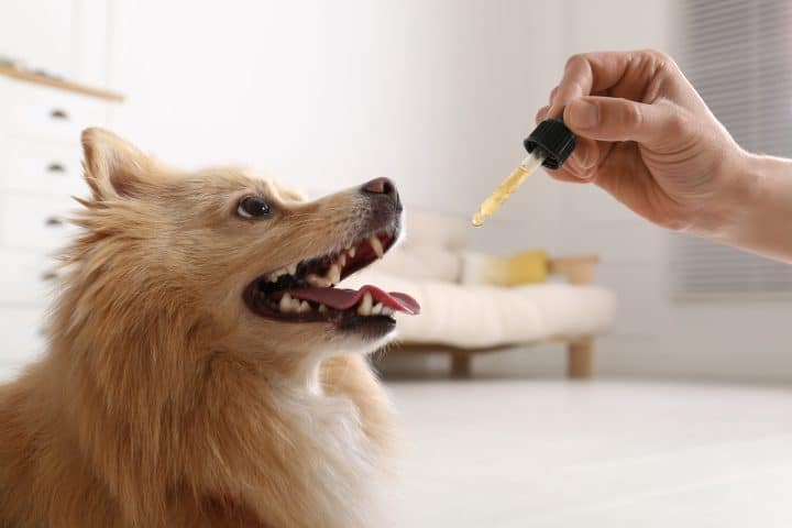 CBD pour animal