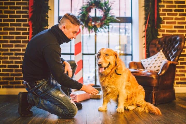 Maîtriser l'art de la médiation canine : guide complet pour harmoniser la relation homme-chien