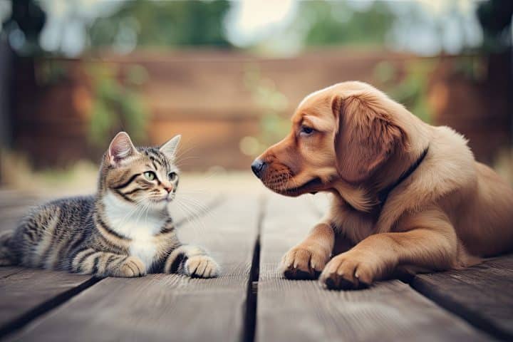 expert-bien-être-animal Certivet