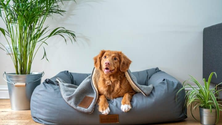 Comment choisir le bon panier pour son chien tout en l'harmonisant avec votre décoration d'intérieur ?