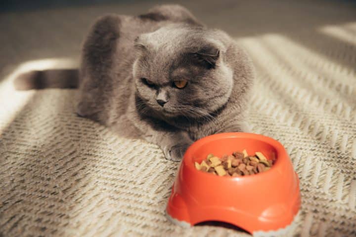 quand-choisir-des-croquettes-veterinaires-pour-chat