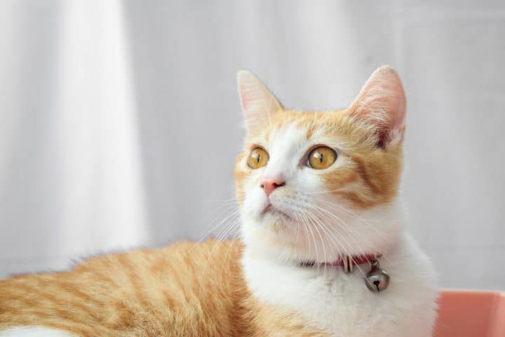 10 astuces efficaces pour attirer votre chat vers son arbre à chat