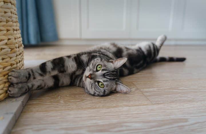 croquettes bio pour chat