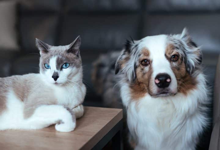bien-être et santé animaux de compagnie
