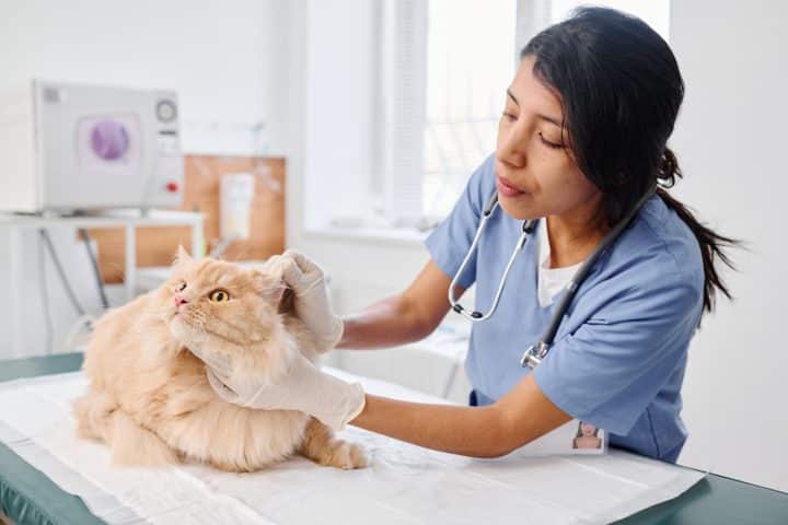souscrire-une-assurance-sante-pour-chat