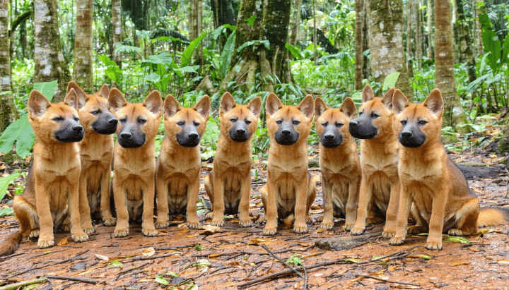 découvrez les raisons fascinantes qui font du chien de nouvelle-guinée l'une des races les plus rares au monde. explorez son histoire, ses caractéristiques uniques et les défis de sa préservation dans cet article captivant.