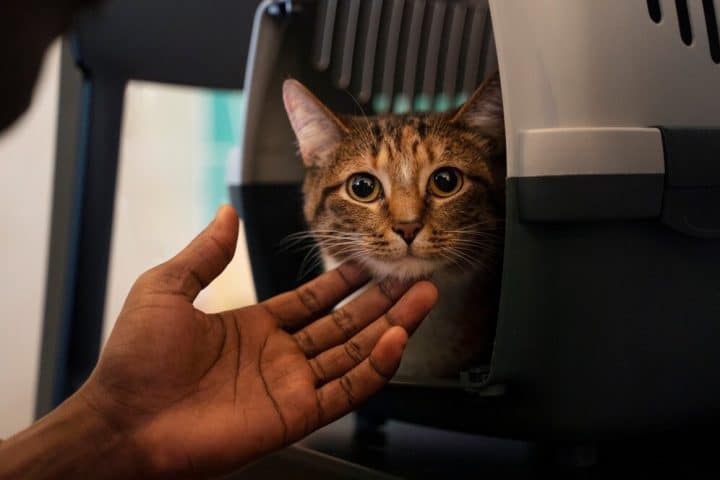 Les indispensables pour le confort et la sécurité de votre chat