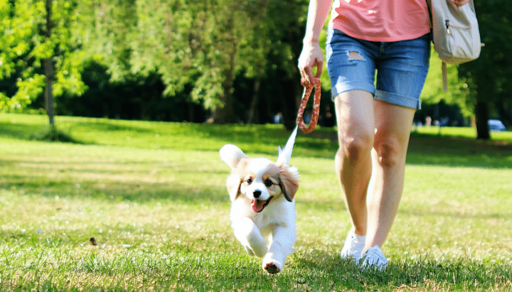 découvrez nos conseils essentiels pour adopter un chiot équilibré à l'élevage de la bergerie d'argent. apprenez à choisir le bon chiot, à favoriser son développement harmonieux et à garantir son bien-être. offrez-lui un foyer aimant et épanouissant dès le début !