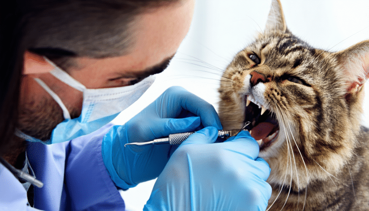 découvrez comment la clinique vétérinaire des portes de l'oise offre des soins spécialisés et attentionnés pour les chats âgés, assurant leur bien-être et leur qualité de vie grâce à une expertise vétérinaire adaptée.