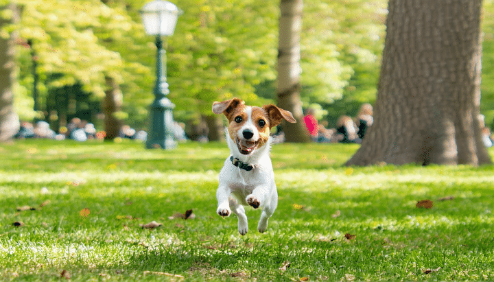 découvrez tout ce qu'il faut savoir sur le croisement entre le jack russel et le chihuahua. explorez leur caractère unique, leurs besoins spécifiques et les soins adaptés pour garantir leur bien-être. idéal pour les futurs propriétaires de ces adorables compagnons!