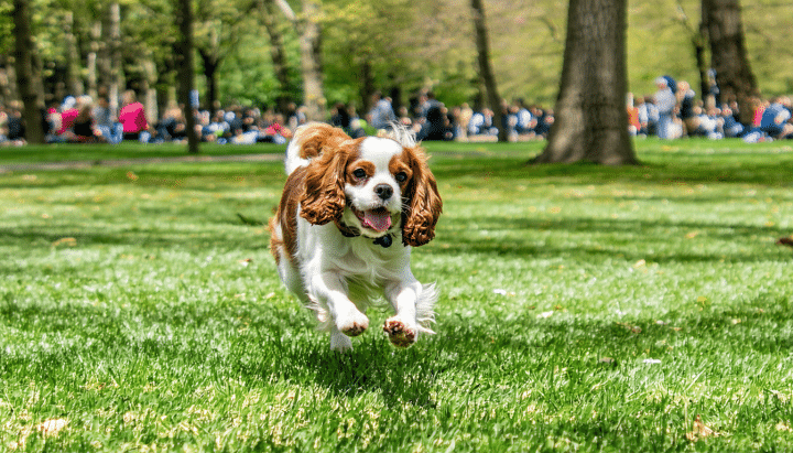 découvrez notre guide complet sur les soins essentiels pour votre ruby cavalier king charles spaniel. apprenez tout sur l'alimentation, le toilettage, l'exercice, et la santé de cette race adorable pour lui assurer une vie longue et heureuse.