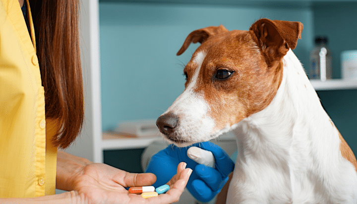 découvrez tout sur le syndrome de cushing chez le chien, y compris son impact sur l'espérance de vie et les soins essentiels pour assurer le bien-être de votre animal. informez-vous pour mieux accompagner votre compagnon à quatre pattes face à cette maladie.